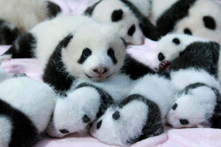 Ecco cosa vuol dire lavorare in un asilo nido per panda - 4