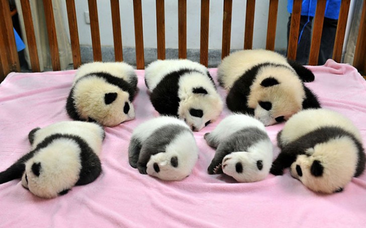 Ecco cosa vuol dire lavorare in un asilo nido per panda - 6