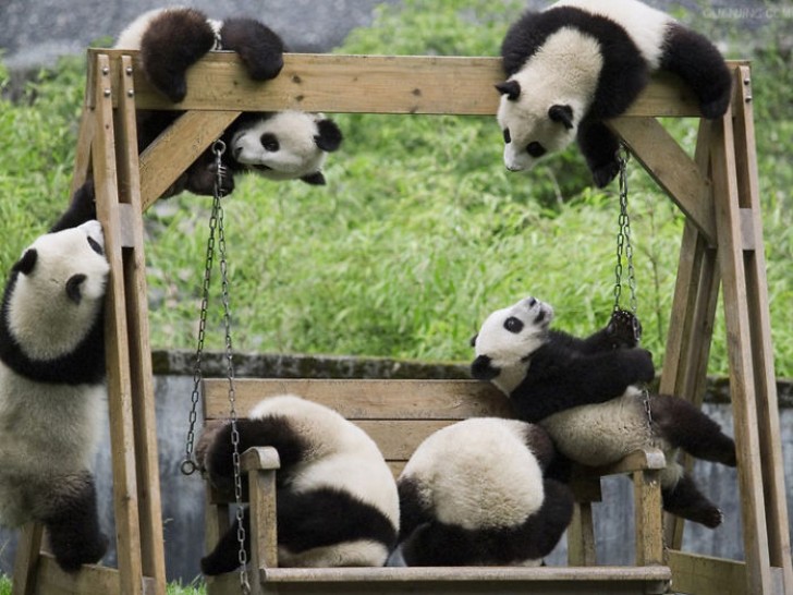 Sono stati piantate enormi quantità di bambù e arbusti di cui i panda si cibano per garantire cibo e ricreare il loro habitat.