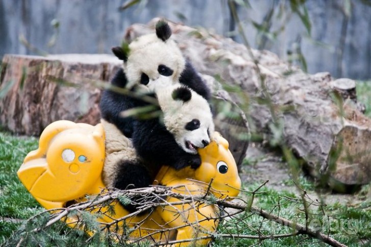 Si è programmata un'estensione del parco di altri 200 ettari per far abituare i panda alla vita selvaggia e rilasciarli gradualmente.