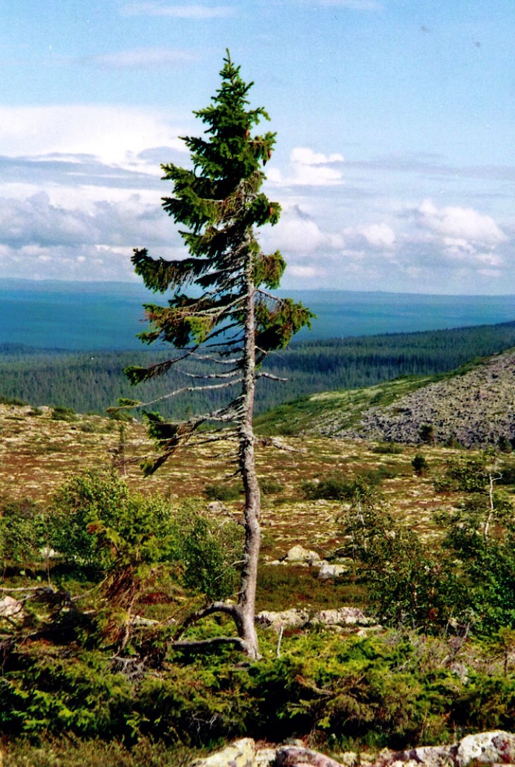 Hier zie je Old Tjikko, de oudste levende boom ter wereld