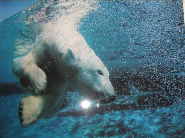 Per gli amanti della natura, ecco una spettacolare riproduzione in 3D di un orso polare che si immerge