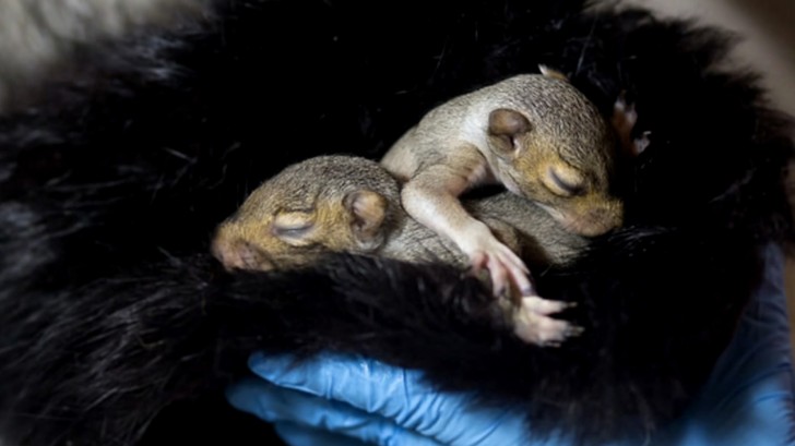 Due piccoli di scoiattolo dormono beatamente in una pelliccia donata tramite Born Free America al centro di riabilitazione Urban Utopia Wildlife di New York.