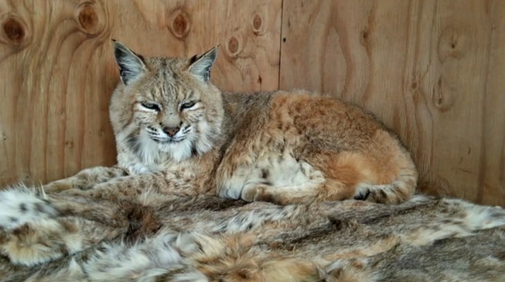 Een oude lynx rust uit op zijn nieuwe bedje dat werd gedoneerd aan het The Fund for Animals Wildlife Center in California.