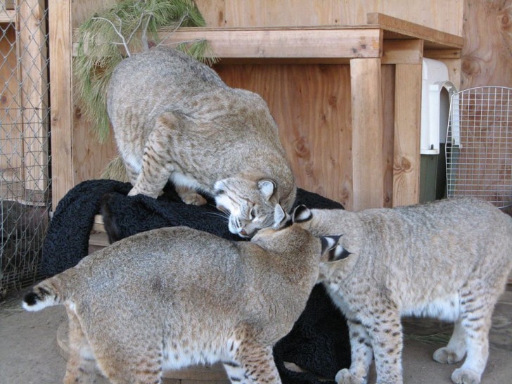 3 lynxen onderzoeken hun nieuwe deken dat werd gedoneerd aan het rehabilitatiecentrum via Born Free America.
