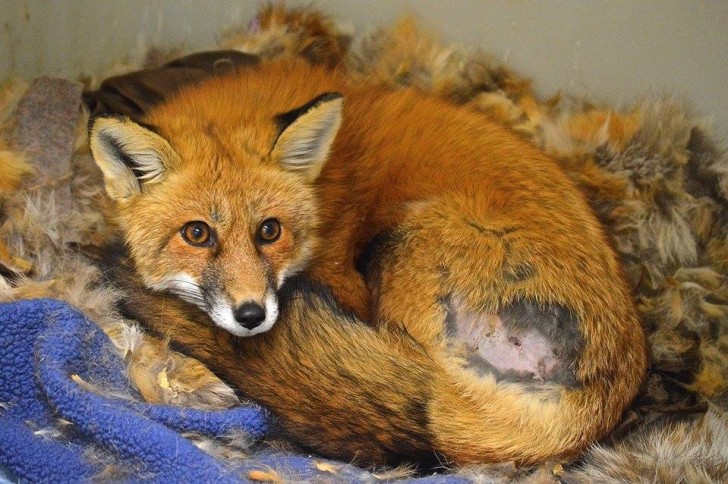 Una volpe ferita trova conforto in una pelliccia donata al centro Cape Wildlife Center in Massachusetts.