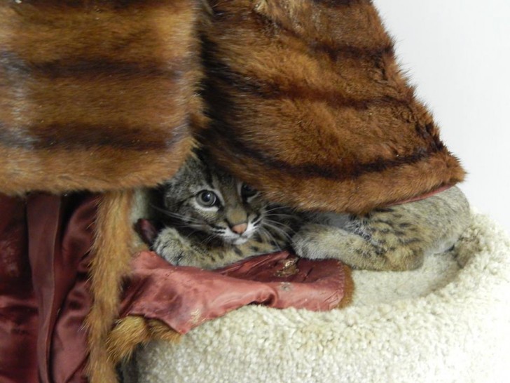 Deze bange lynx kan zich fijn verstoppen onder de pels die werd gedoneerd aan dit rehabilitatiecentrum in Texas.