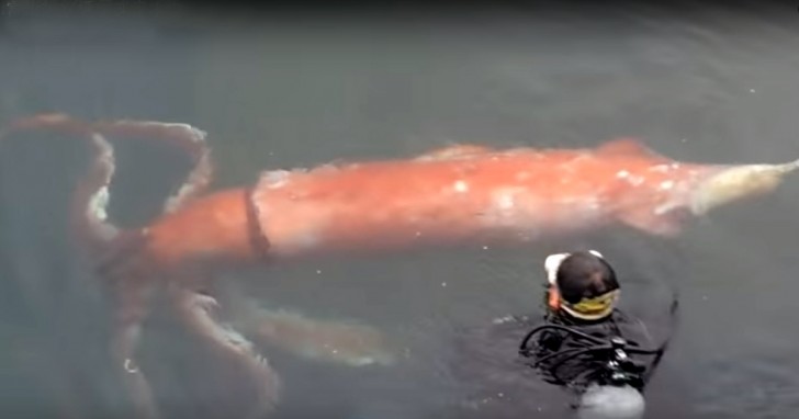 Il sub Akinobu Kimura si avvicina al calamaro gigante per guidarlo dolcemente lontano dalla costa