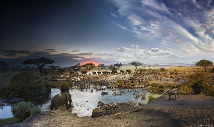 Deze waterplaats in het Nationale Park van de Serengeti in Tanzania is een stopplaats voor veel dieren... maar welke dieren en voor hoeveel dieren? De foto van Stephen onthult het...