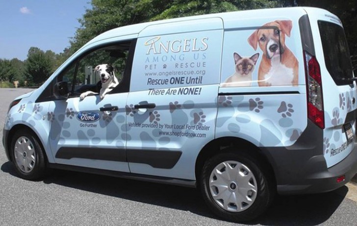 Ma l'aiuto decisivo lo hanno dato i volontari della " Angel Rescue", che fanno di tutto pur di risparmiare un cane che ha la sola colpa di essere stato sfortunato nella vita.