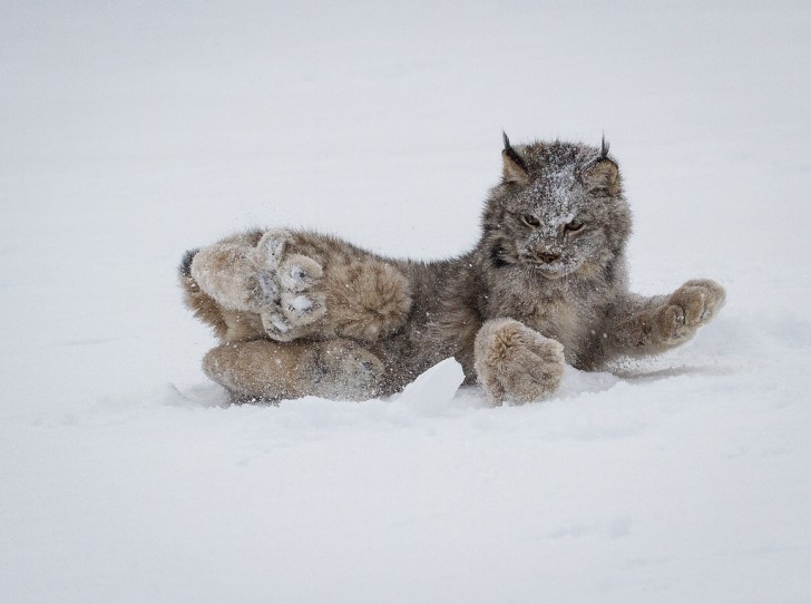 De Canadese lynx leeft met name in de bossen van Canada, Alaska en in enkele gebieden in het noorden van de Verenigde Staten.