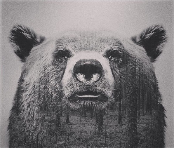 Il grande muso di quest'orso pare voler dominare i boschi che si confondono in lui. 