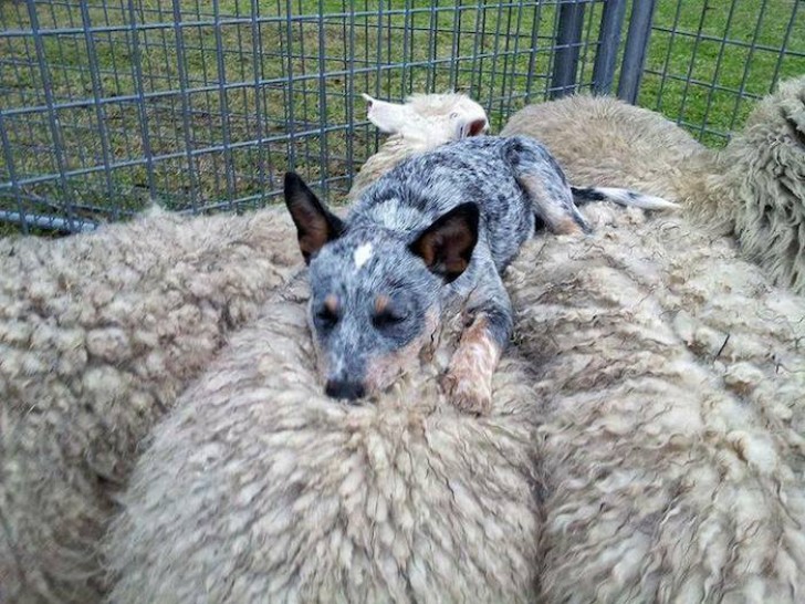 Il metodo di contare le pecore funziona, questa foto ne è la prova!
