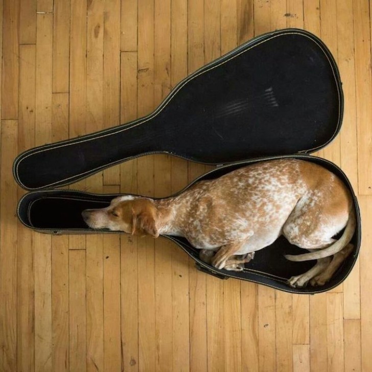 Sein Traum ist es, der beste Gitarrist unter allen Hunden zu werden.
