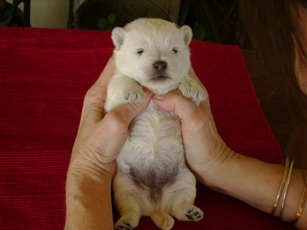 Deve avere pochi giorni questo cucciolo di orso.. Ehm, cane!