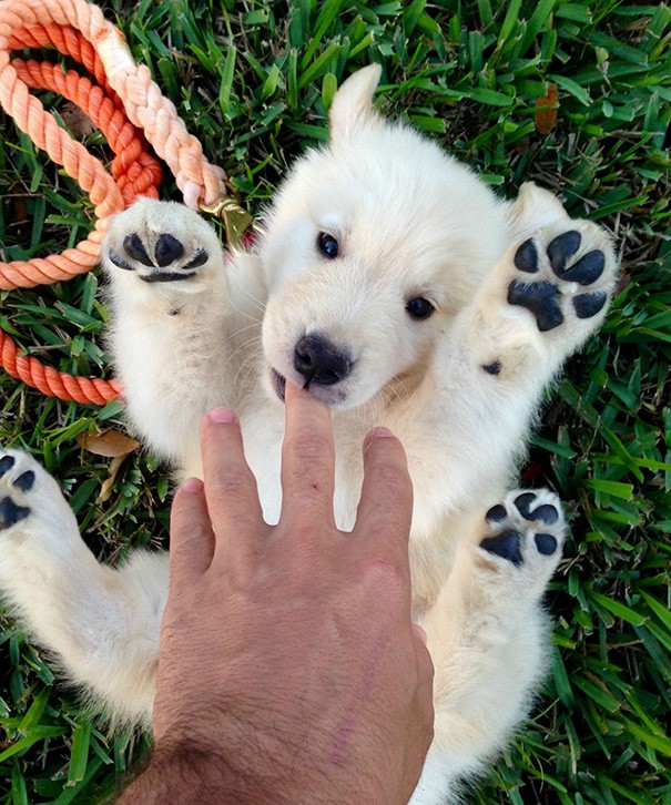 È un cucciolo di cane o un orsetto polare?