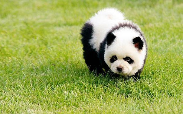 Mi continuano a dire che è uno Chow Chow, ma per me rimarrà sempre un piccolo panda!