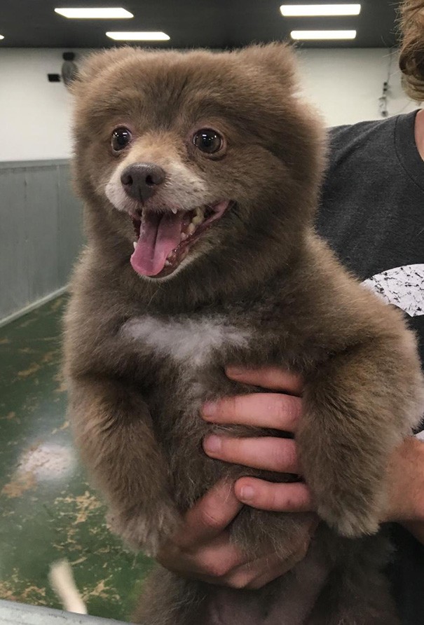 In questo cucciolo risiede l'anima di un orso... lo sento!