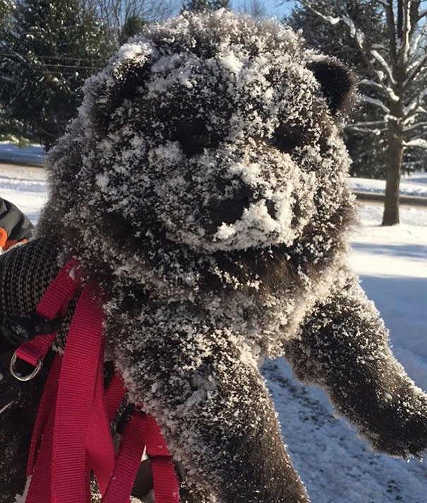 Questo cucciolo di Chow Chow ha appena conosciuto la neve...