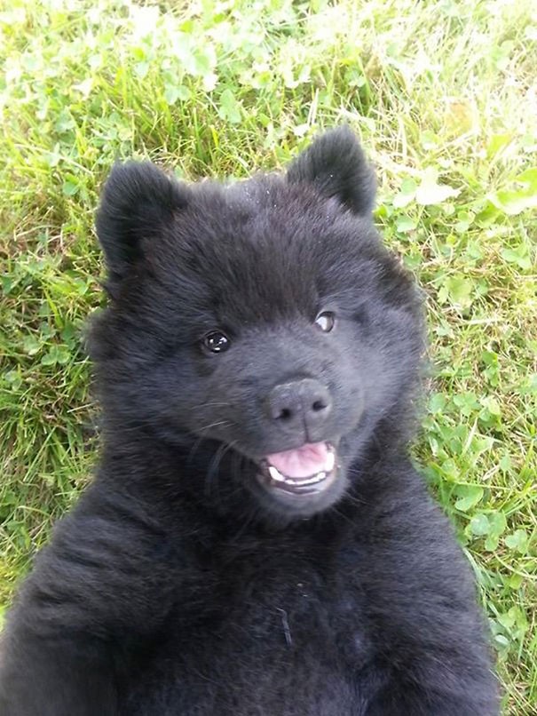 Gli Eurasier sono cugini degli orsi... se non fratelli!