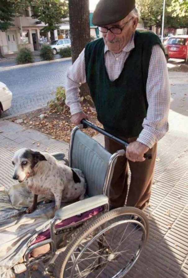 Sein alter Hund kann nicht mehr laufen, deswegen fährt der ältere Herr ihn im Rollstuhl spazieren.