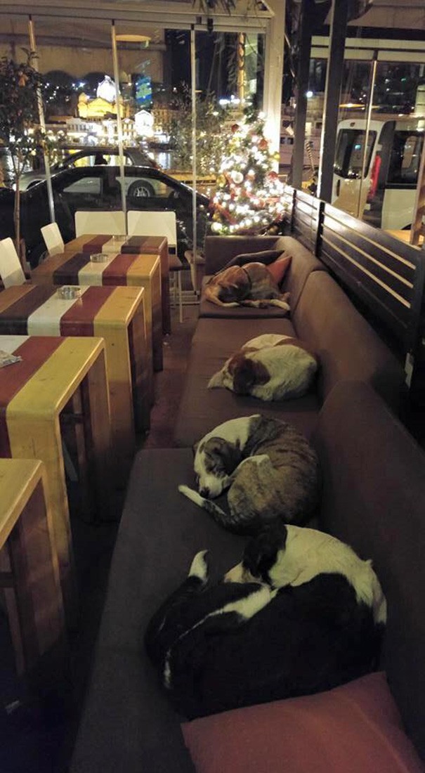 9. Una caffetteria in Grecia apre le sue porte ai cani randagi dopo l'orario di chiusura