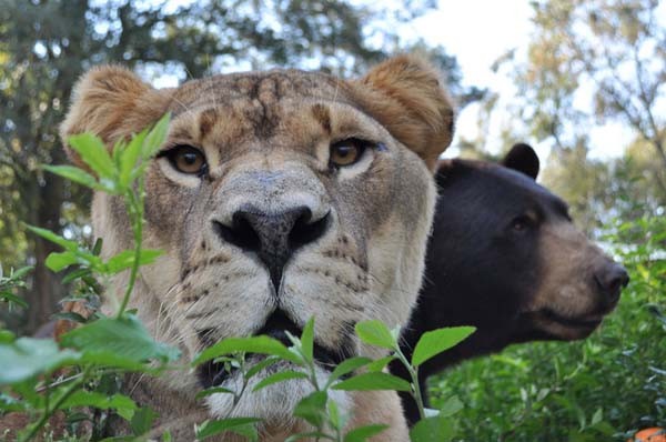 Leo, Baloo e Shera Kan sono tutti e tre maschi: Leo però è stato castrato da piccolo, probabilmente per renderlo meno aggressivo, ed è per questo che non ha la caratteristica criniera dei leoni maschi.