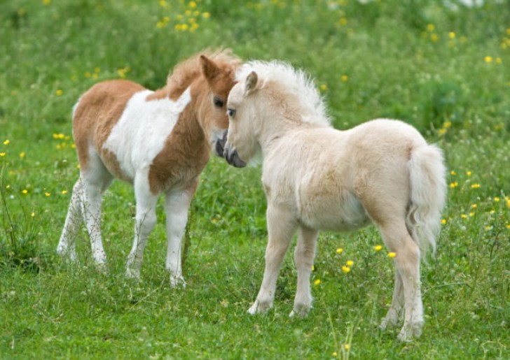 4. Falabella oder argentinisches Pony- es wird nie größer als 78cm