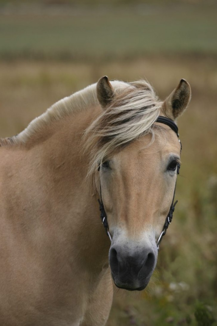 6. Fjord - Scandinavisch paard