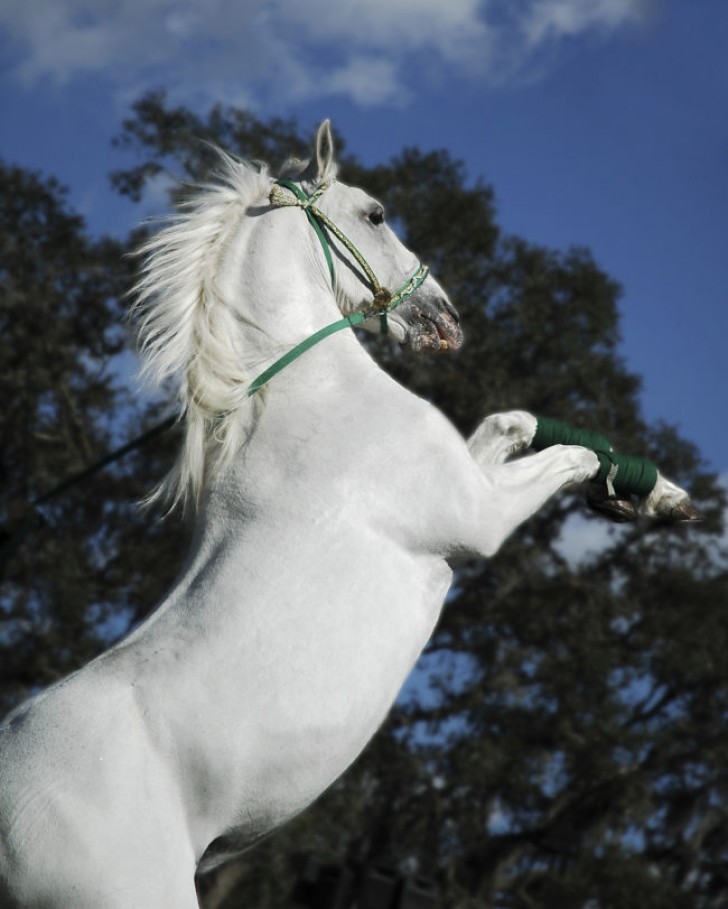 8. Lipizzano - cheval blanc connu déjà à l'époque des Grecs, il était utilisé pour trainer les carrosses impériales