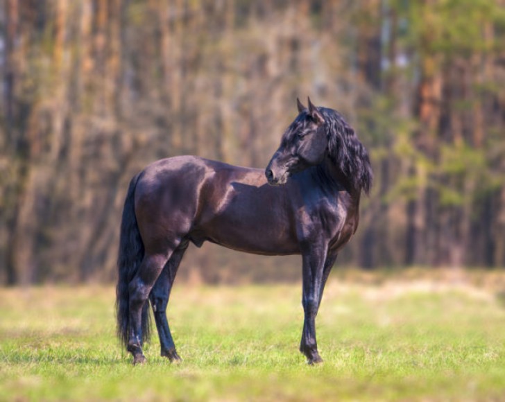 9. Andalusier- ein sehr elegantes Pferd