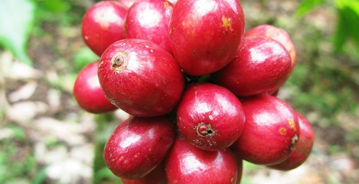 Il caffè è originario dell'Asia meridionale e dell'Africa subtropicale. Solo dopo un processo di essiccazione e snocciolatura i suoi semi appaiono come i chicchi di caffè ben noti.