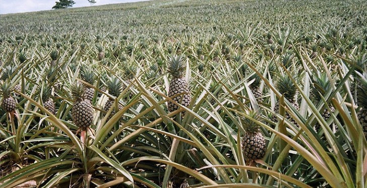 La Thailandia, il Brasile, la Costa Rica e le Filippine sono grandi produttori di ananas.