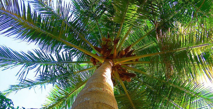 Il cocco cresce sui caratteristici alberi che costeggiano le bianche spiagge tropicali.