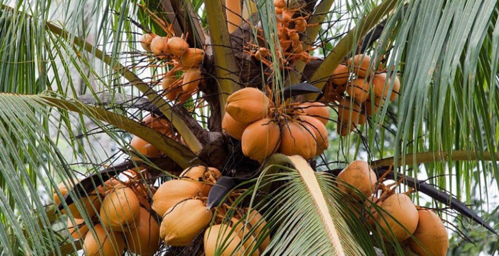 Il frutto acerbo si presenta con un colore simile all'arancione. Il cocco è un ingrediente fondamentale in diversi settori industriali, oltre a quello alimentare.