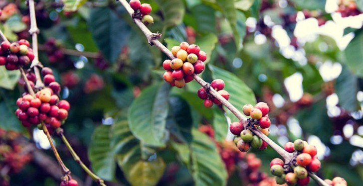 L'ambiente ottimale per la crescita della pianta del caffè è molto ricco di umidità: preferisce le zone sopraelevate e non sopporta il gelo. 