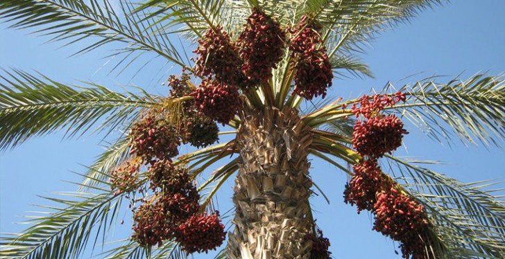 I datteri crescono in grandi grappoli sulle palme. La colorazione del frutto cambia in base allo stato di maturazione.
