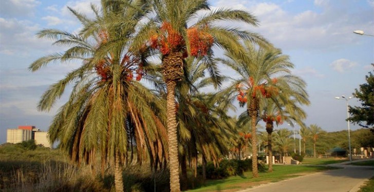 Ogni albero di palma può anche dare fino a 150 chilogrammi di datteri.