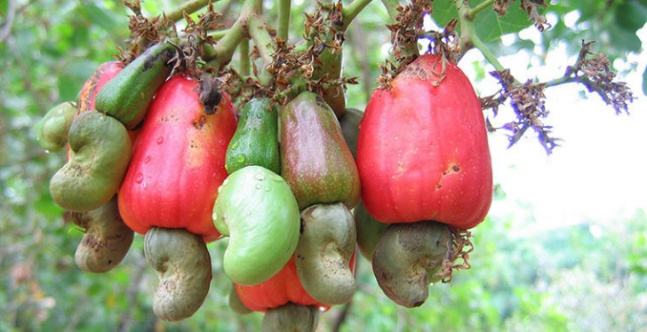 La pianta matura due frutti allo stesso tempo: uno fresco, la mela d'anacardio, e uno secco, la nocciolina che conosciamo.
