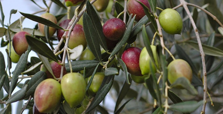 L'albero dell'oliva è diffuso in numerose zone di tutto il continente, adattandosi a più climi: è coltivato nell'Asia Minore, Grecia, Italia, Spagna, Stati Uniti e Sudafrica.