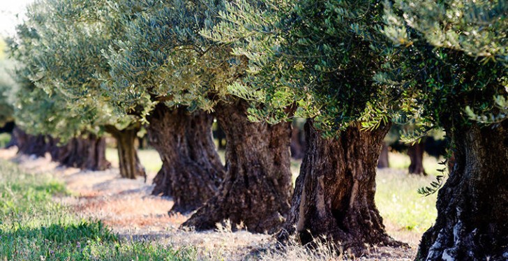 Il frutto è l'oliva che viene consumata sia fresca che macinata: in quest'ultimo caso si ottiene l'olio. Quando si consuma fresca deve prima essere macerata per eliminare il sapore amaro.