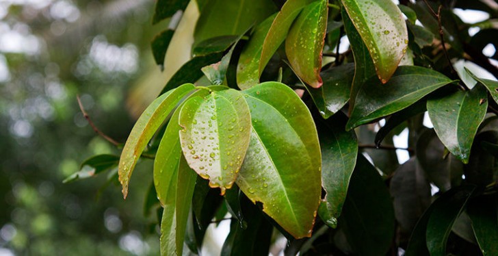 L'albero della cannella è un albero sempreverde, che cresce nello Sri Lanka.