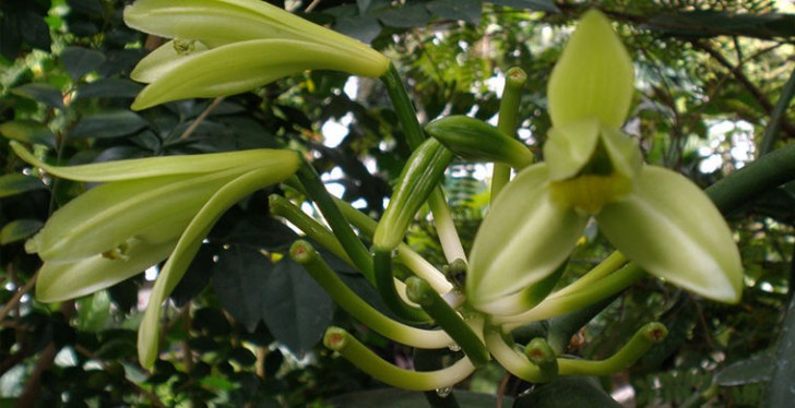 La pianta della Vaniglia è responsabile del pregiato odore che porta questo nome.