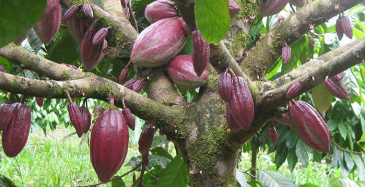 I semi di cacao, crescono sull'omonimo albero. I suoi chicchi venivano usati come moneta dagli indiani dell'America centrale.