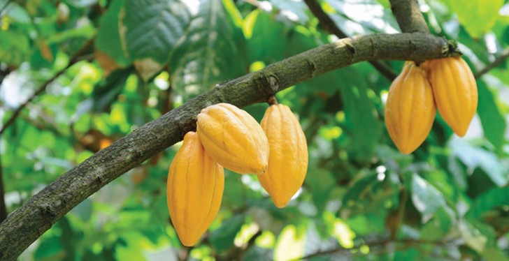 Forse le fave di cacao sono più apprezzate oggi per dare vita a quell'affascinante cibo che è il cioccolato.