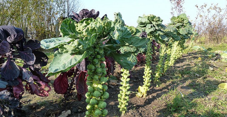 I cavoletti di Bruxelles fanno parte della famiglia delle Brassica Oleracea, a cui appartengono anche i cavoli, i broccoli e i cavolfiori.