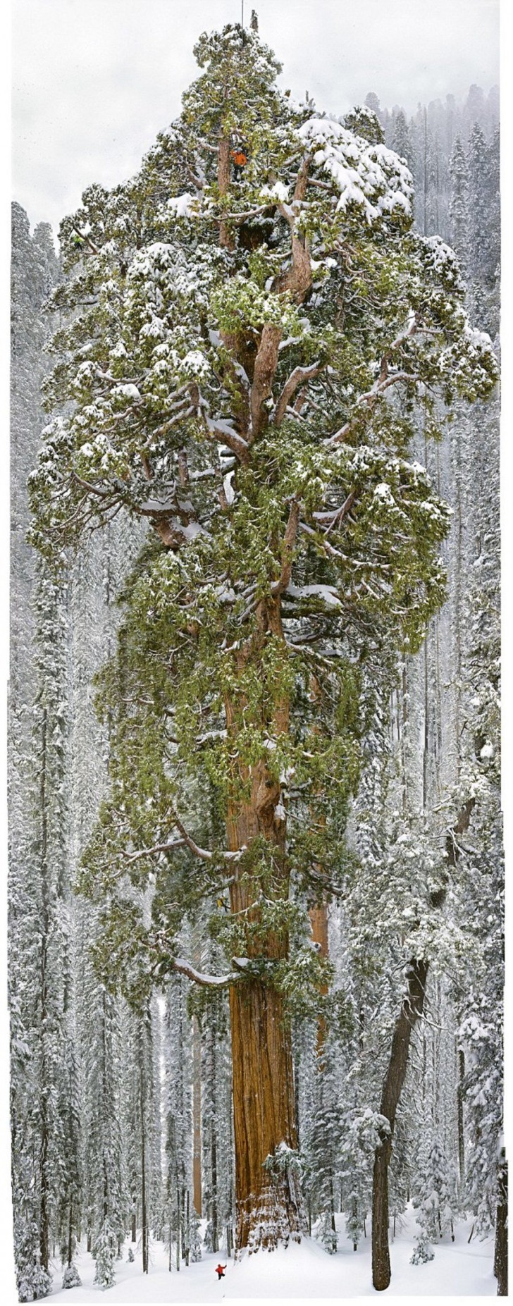 Il lavoro ha richiesto 32 giorni e lo scatto di 126 fotografie, che sono state poi unite per formare la struttura completa di questo albero da record.