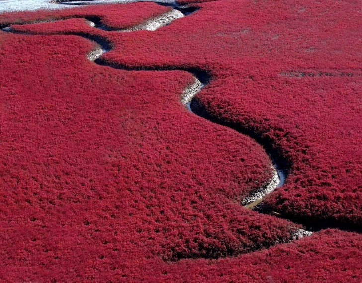 Red Bay, Chine: le terrain fortement alcalin ne permet que la croissance de cette plante, la Suadea, avec une couleur rouge caractéristique, ce qui crée une forêt "en feu".