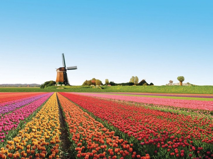 Les champs de tulipes dans les Pays-Bas. Les visiteurs du monde entier se précipitent pour voir la floraison des tulipes.