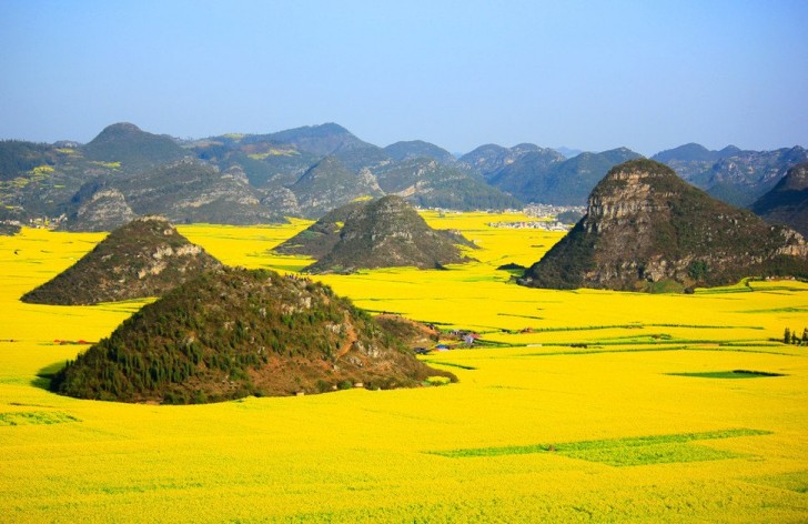 Luoping, Chine: les immenses champs couverts de fleurs jaunes attirent les abeilles qui font de cette région une des plus grandes productrices de miel dans toute la Chine.